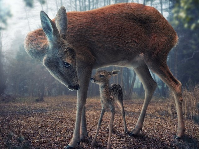 Обои природа, олень, олени, олененок, nature, deer, fawn разрешение 1920x1080 Загрузить