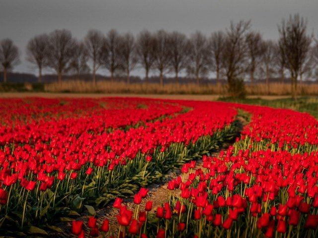 Обои цветы, деревья, природа, поле, тюльпаны, flowers, trees, nature, field, tulips разрешение 2725x1440 Загрузить