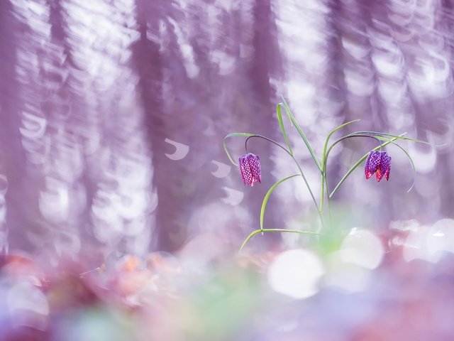 Обои цветы, природа, весна, рябчик, шахматный рябчик, рябчик шахматный, flowers, nature, spring, grouse, chess grouse, grouse chess разрешение 2560x1628 Загрузить