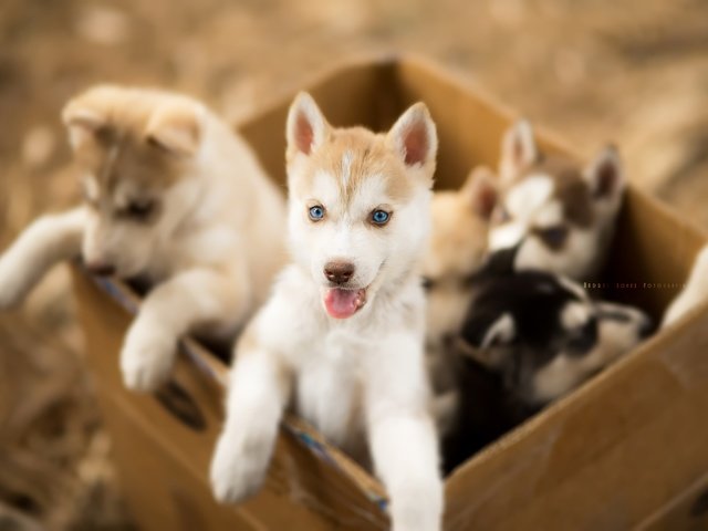 Обои хаски, щенки, собаки, ящик, andrés lópez, husky, puppies, dogs, box разрешение 3000x2003 Загрузить