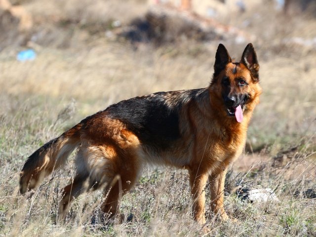 Обои собака, язык, степь, немецкая овчарка, dog, language, the steppe, german shepherd разрешение 1920x1280 Загрузить