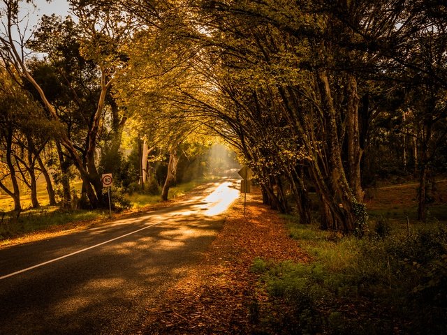 Обои свет, дорога, деревья, природа, light, road, trees, nature разрешение 6000x4000 Загрузить