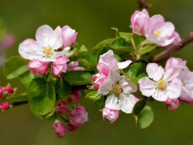 Обои ветка, природа, цветение, фон, весна, яблоня, branch, nature, flowering, background, spring, apple разрешение 2048x1382 Загрузить