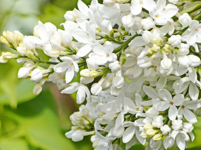 Обои природа, цветение, фон, весна, белая, сирень, nature, flowering, background, spring, white, lilac разрешение 1920x1200 Загрузить