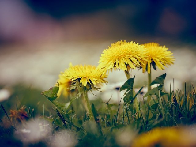 Обои цветы, трава, весна, одуванчики, желтые, flowers, grass, spring, dandelions, yellow разрешение 2048x1365 Загрузить