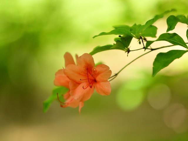 Обои цветы, природа, фон, веточка, боке, азалия, flowers, nature, background, sprig, bokeh, azalea разрешение 3600x2400 Загрузить