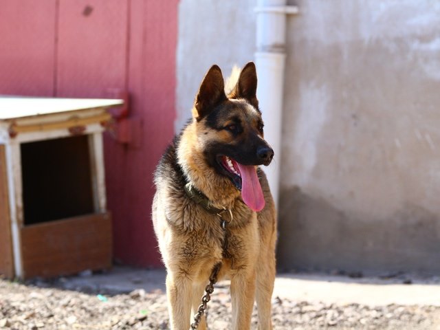 Обои взгляд, собака, язык, немецкая овчарка, овчарка, look, dog, language, german shepherd, shepherd разрешение 1920x1280 Загрузить