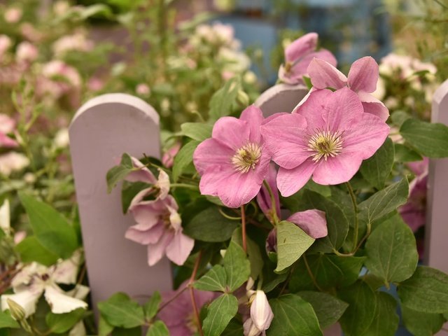 Обои цветы, листья, лепестки, забор, розовые, клематис, flowers, leaves, petals, the fence, pink, clematis разрешение 2048x1367 Загрузить