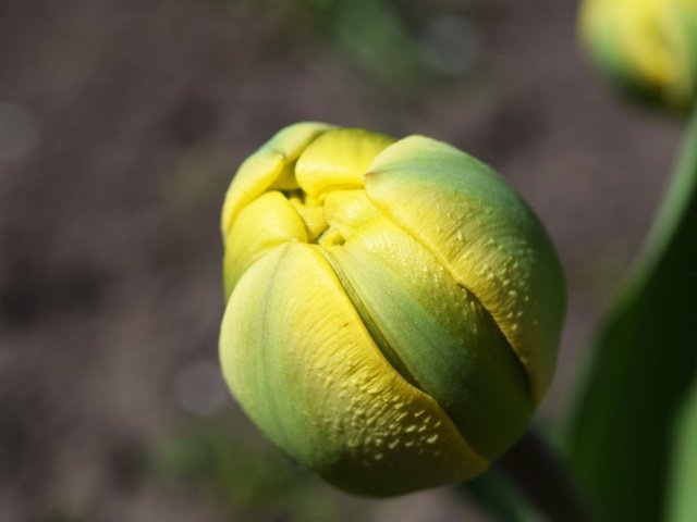 Обои желтый, макро, цветок, бутон, весна, тюльпан, yellow, macro, flower, bud, spring, tulip разрешение 6000x4000 Загрузить