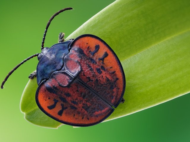 Обои жук, макро, насекомое, листоед, beetle, macro, insect, the leaf beetle разрешение 2048x1365 Загрузить