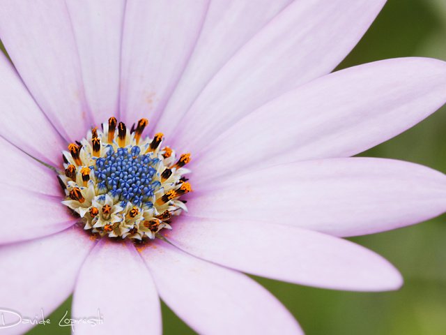 Обои макро, цветок, лепестки, остеоспермум, davide lopresti, macro, flower, petals, osteospermum разрешение 2000x1333 Загрузить