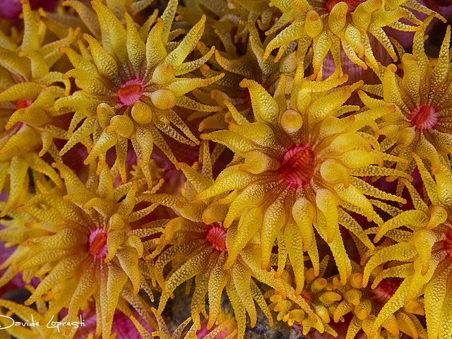 Обои кораллы, подводный мир, актинии, davide lopresti, морские анемоны, полипы, corals, underwater world, sea anemones, polyps разрешение 2000x1333 Загрузить