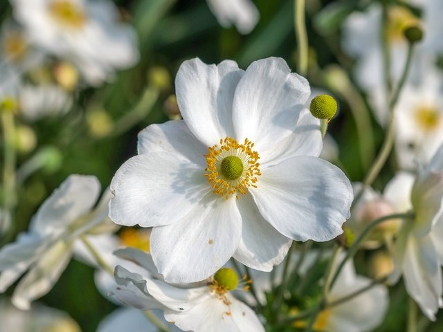 Обои цветы, макро, лепестки, белые, анемоны, ветреница, flowers, macro, petals, white, anemones, anemone разрешение 4006x2482 Загрузить