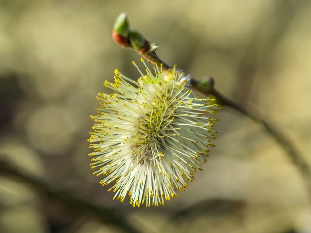 Обои ветка, природа, фон, размытость, весна, верба, branch, nature, background, blur, spring, verba разрешение 4896x2760 Загрузить