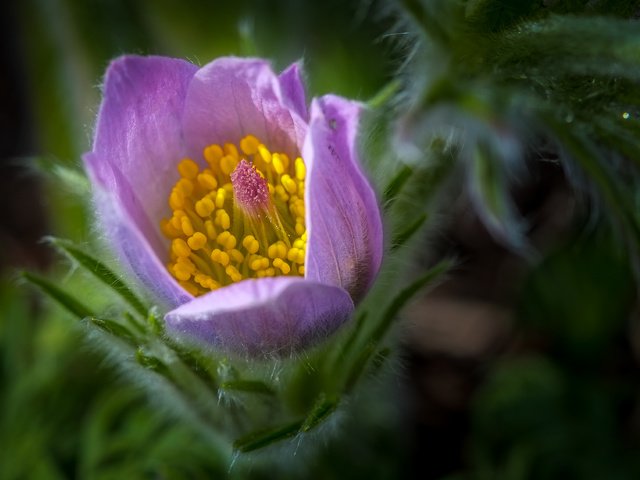 Обои цветок, весна, сон-трава, прострел, flower, spring, sleep-grass, cross разрешение 4029x2536 Загрузить