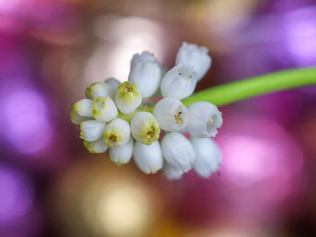 Обои цветы, весна, белые, мускари, flowers, spring, white, muscari разрешение 4896x2760 Загрузить