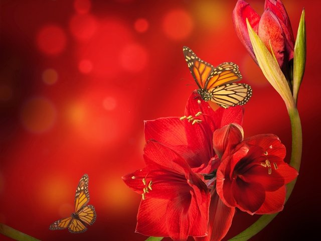 Обои цветок, насекомые, рендеринг, бабочки, боке, амариллис, flower, insects, rendering, butterfly, bokeh, amaryllis разрешение 7204x5763 Загрузить