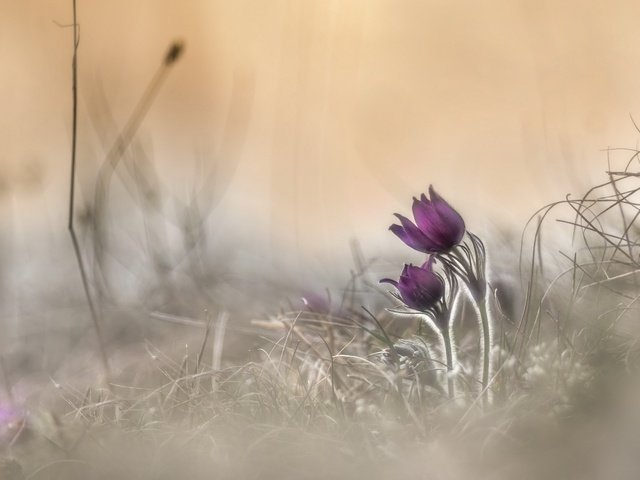 Обои цветы, природа, весна, анемон, сон-трава, прострел, flowers, nature, spring, anemone, sleep-grass, cross разрешение 2560x1707 Загрузить