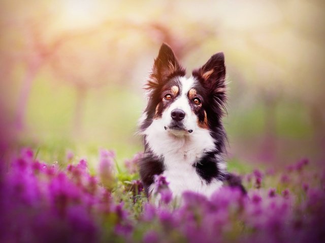 Обои цветы, собака, весна, бордер-колли, kristýna kvapilová, flowers, dog, spring, the border collie разрешение 2924x1949 Загрузить