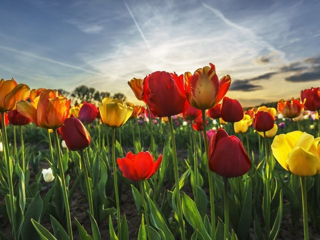 Обои небо, цветы, весна, тюльпаны, the sky, flowers, spring, tulips разрешение 7310x4876 Загрузить