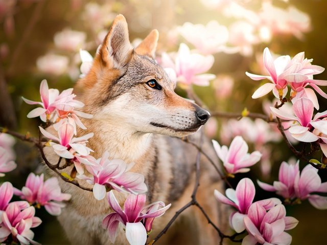 Обои цветы, ветки, собака, весна, магнолия, dackelpuppy, чехословацкая волчья, чехословацкий влчак, chinua, flowers, branches, dog, spring, magnolia, czechoslovakian wolf, czechoslovakian, wolfdog разрешение 2048x1322 Загрузить