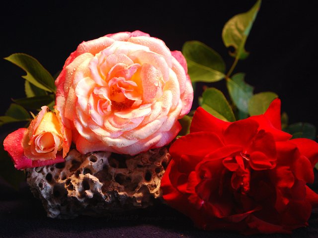 Обои цветы, вода, макро, капли, розы, лепестки, букет, flowers, water, macro, drops, roses, petals, bouquet разрешение 3661x2538 Загрузить