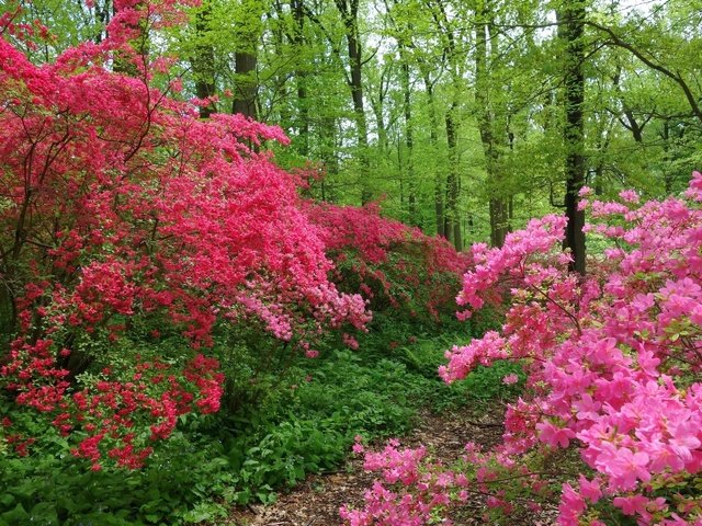 Обои деревья, цветение, лес, швейцария, тропинка, весна, trees, flowering, forest, switzerland, path, spring разрешение 2880x1920 Загрузить