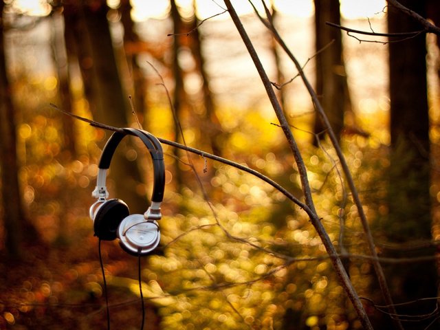 Обои природа, лес, ветки, музыка, осень, наушники, nature, forest, branches, music, autumn, headphones разрешение 2560x1570 Загрузить
