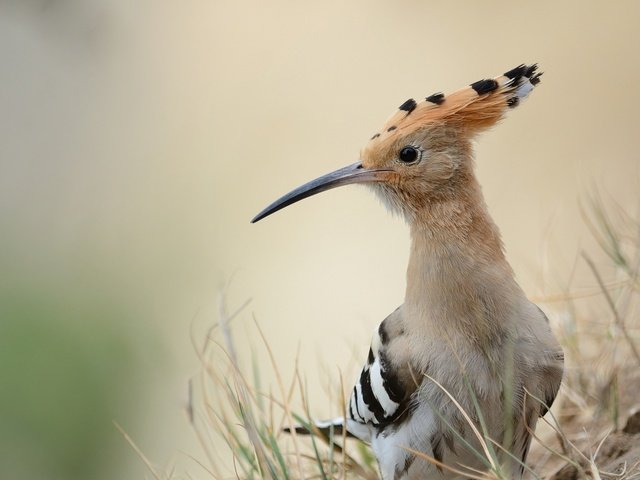 Обои природа, фон, птица, клюв, перья, удод, nature, background, bird, beak, feathers, hoopoe разрешение 2048x1359 Загрузить