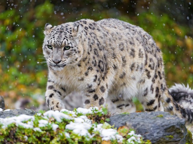 Обои снег, животные, хищник, снежный барс, ирбис, snow, animals, predator, snow leopard, irbis разрешение 2048x1365 Загрузить