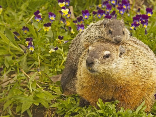 Обои сша, грызун, миннесота, луговые собачки, usa, rodent, mn, prairie dogs разрешение 1920x1080 Загрузить