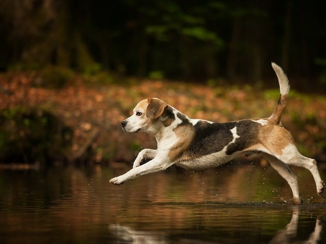 Обои вода, собака, брызги, бег, хвост, бигль, water, dog, squirt, running, tail, beagle разрешение 1920x1200 Загрузить