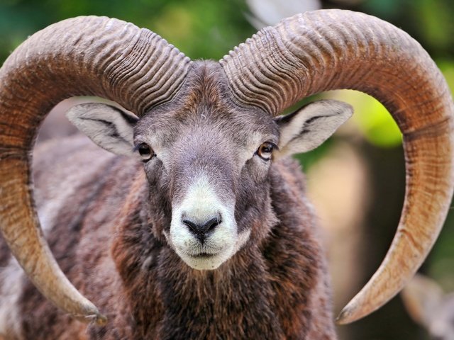 Обои взгляд, рога, мех, баран, муфлон, горный баран, look, horns, fur, ram, mouflon разрешение 1920x1200 Загрузить
