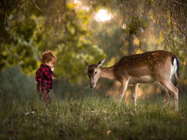 Обои зелень, adrian c. murray, лес, олень, дети, ребенок, мальчик, животное, малыш, greens, forest, deer, children, child, boy, animal, baby разрешение 2048x1365 Загрузить