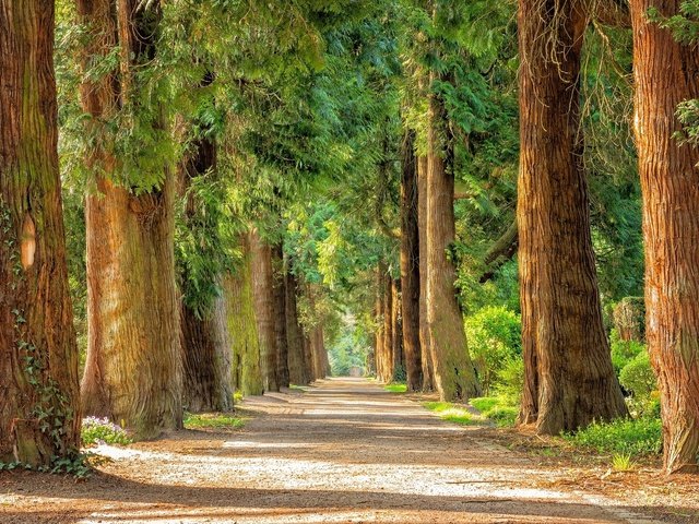 Обои дорога, деревья, парк, стволы, аллея, road, trees, park, trunks, alley разрешение 1920x1279 Загрузить