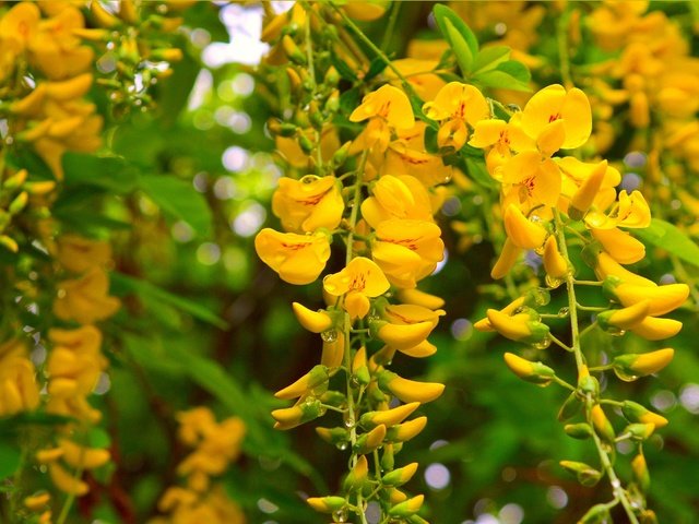 Обои природа, цветение, фон, весна, акация, желтые цветы, nature, flowering, background, spring, acacia, yellow flowers разрешение 3004x1876 Загрузить