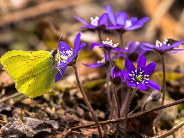 Обои цветы, насекомое, бабочка, весна, печёночница, flowers, insect, butterfly, spring, pechenocna разрешение 2560x1644 Загрузить