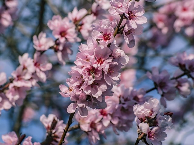 Обои дерево, цветение, ветки, весна, tree, flowering, branches, spring разрешение 2048x1365 Загрузить