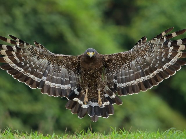 Обои полет, крылья, птица, ястреб, большой хохлатый змееяд, flight, wings, bird, hawk, great crested snake eagle разрешение 3600x2400 Загрузить