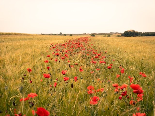 Обои цветы, поле, горизонт, лето, маки, колосья, flowers, field, horizon, summer, maki, ears разрешение 6000x4000 Загрузить