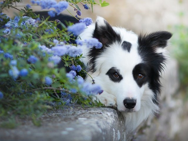 Обои морда, цветы, взгляд, собака, бордер-колли, face, flowers, look, dog, the border collie разрешение 2048x1152 Загрузить