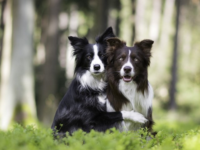 Обои природа, друзья, собаки, боке, бордер-колли, nature, friends, dogs, bokeh, the border collie разрешение 5234x3489 Загрузить