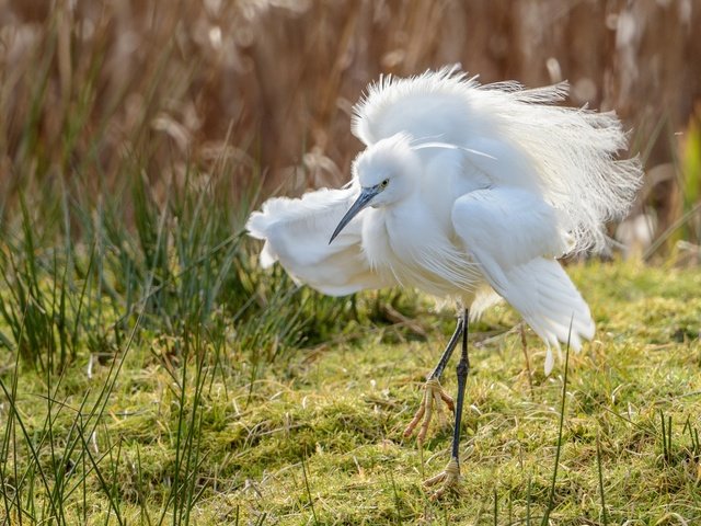 Обои природа, фон, крылья, птица, клюв, перья, цапля, белая цапля, nature, background, wings, bird, beak, feathers, heron, white egret разрешение 2048x1367 Загрузить