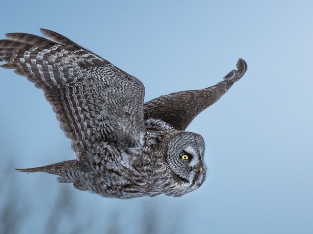 Обои сова, полет, неясыть, owl, flight разрешение 1920x1080 Загрузить