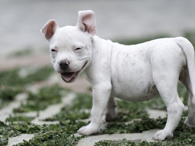 Обои улыбка, собака, щенок, малыш, американский булли, smile, dog, puppy, baby, american bully разрешение 2048x1365 Загрузить