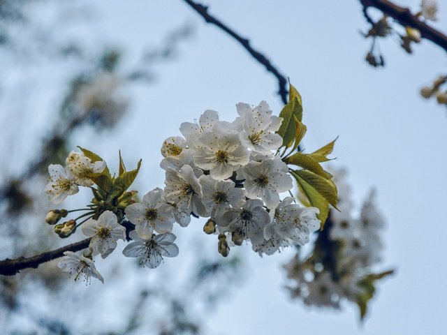 Обои ветка, дерево, цветение, весна, вишня, branch, tree, flowering, spring, cherry разрешение 5531x3689 Загрузить