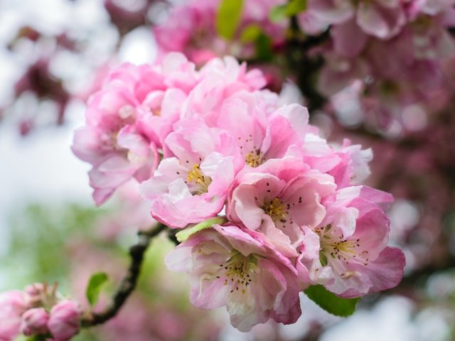 Обои ветка, цветение, весна, розовые, сакура, branch, flowering, spring, pink, sakura разрешение 2400x1526 Загрузить