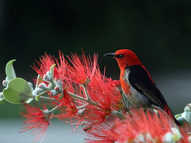 Обои природа, птица, хвост, оперение, алая мизомела, мизомела, nature, bird, tail, scarlet myzomela, myzomela разрешение 6165x4108 Загрузить