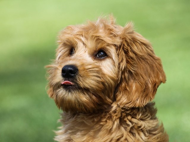 Обои глаза, мордочка, взгляд, собака, язык, йоркширский терьер, eyes, muzzle, look, dog, language, yorkshire terrier разрешение 3000x2000 Загрузить