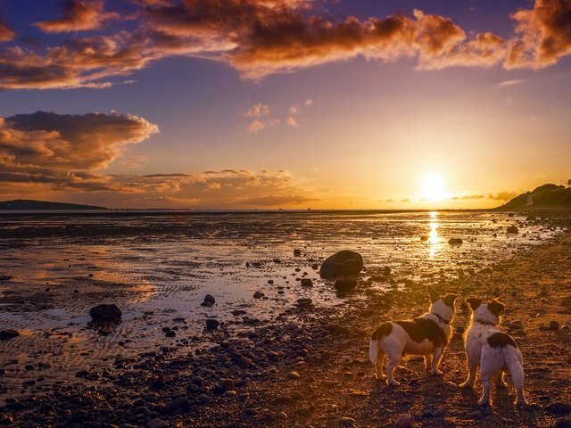 Обои небо, природа, берег, закат, друзья, собаки, солнечный свет, the sky, nature, shore, sunset, friends, dogs, sunlight разрешение 1920x1274 Загрузить